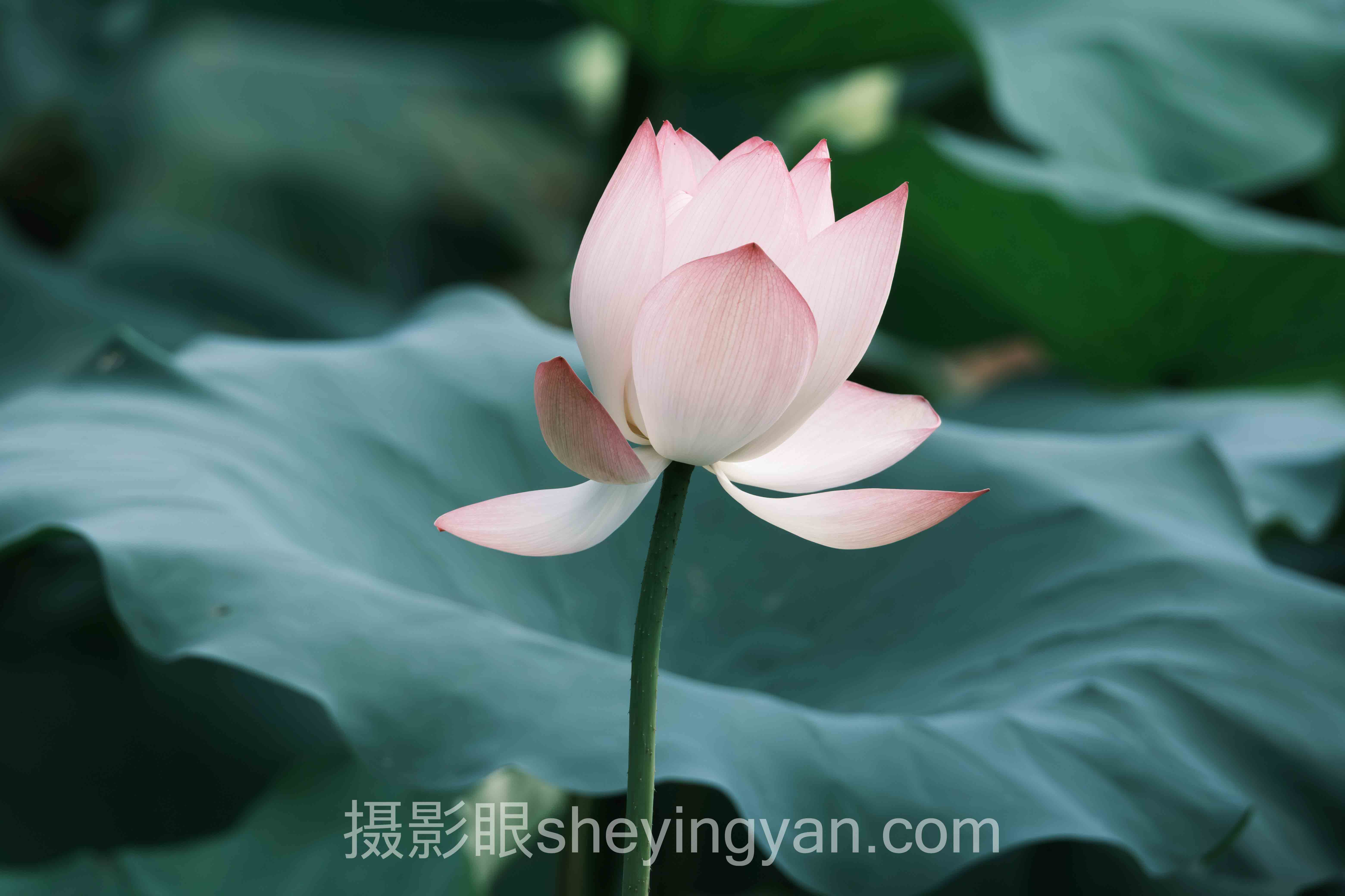 手机还是相机拍照更清晰