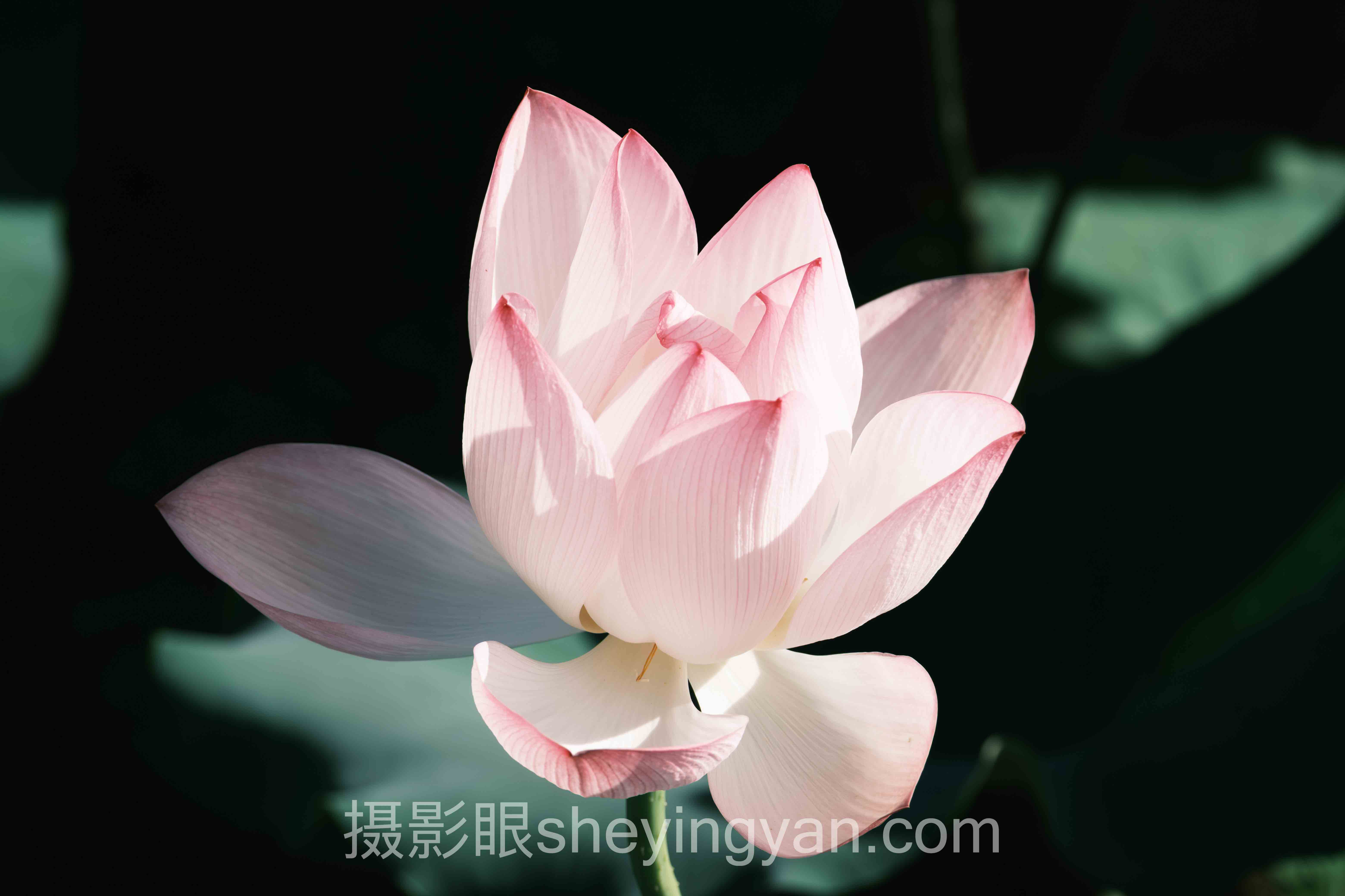 照片点评与AI照片评分深度分析：多品牌风景设置的现状、挑战与未来趋势