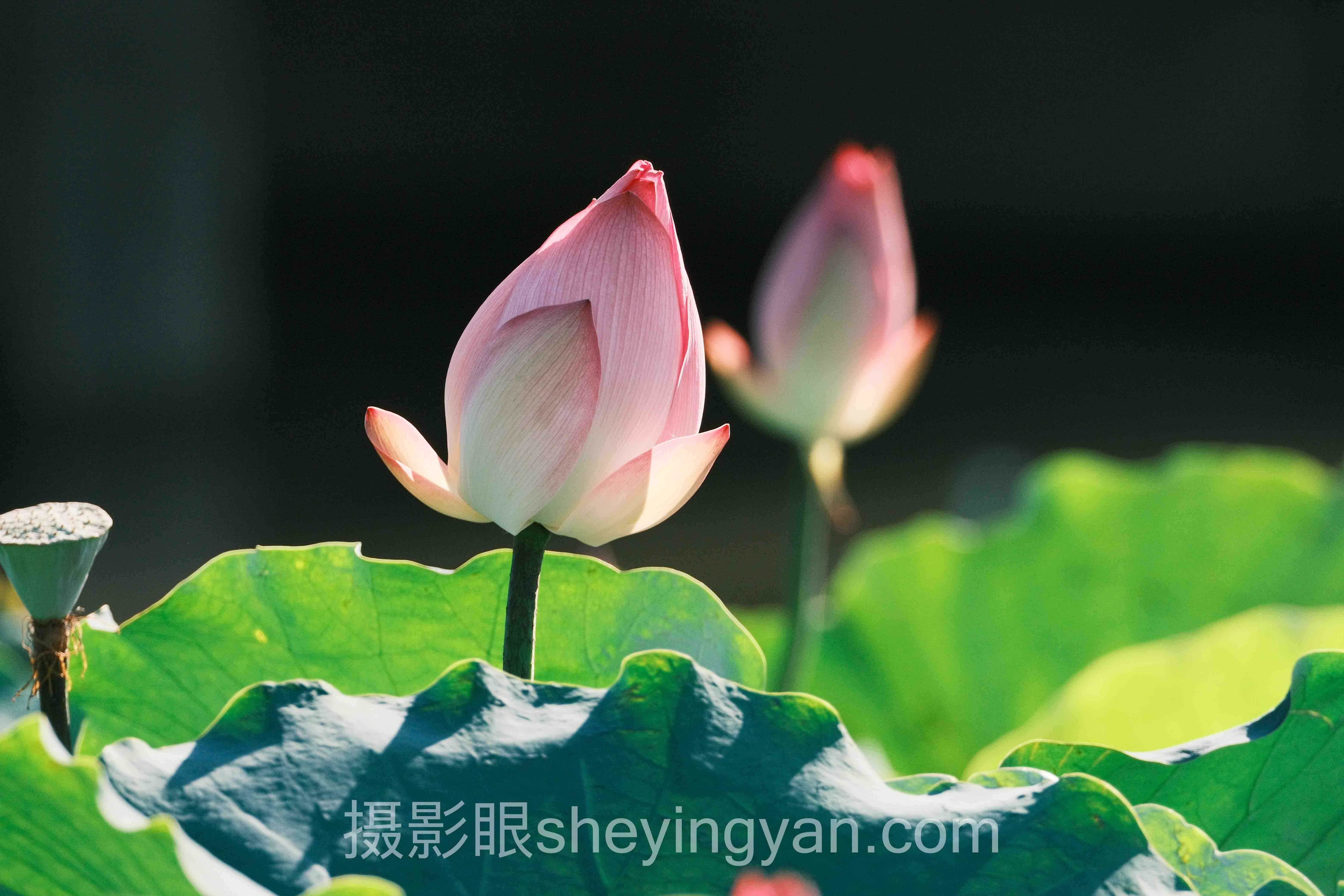 照片点评与AI照片评分十人谈：多位专家的核心观点汇总