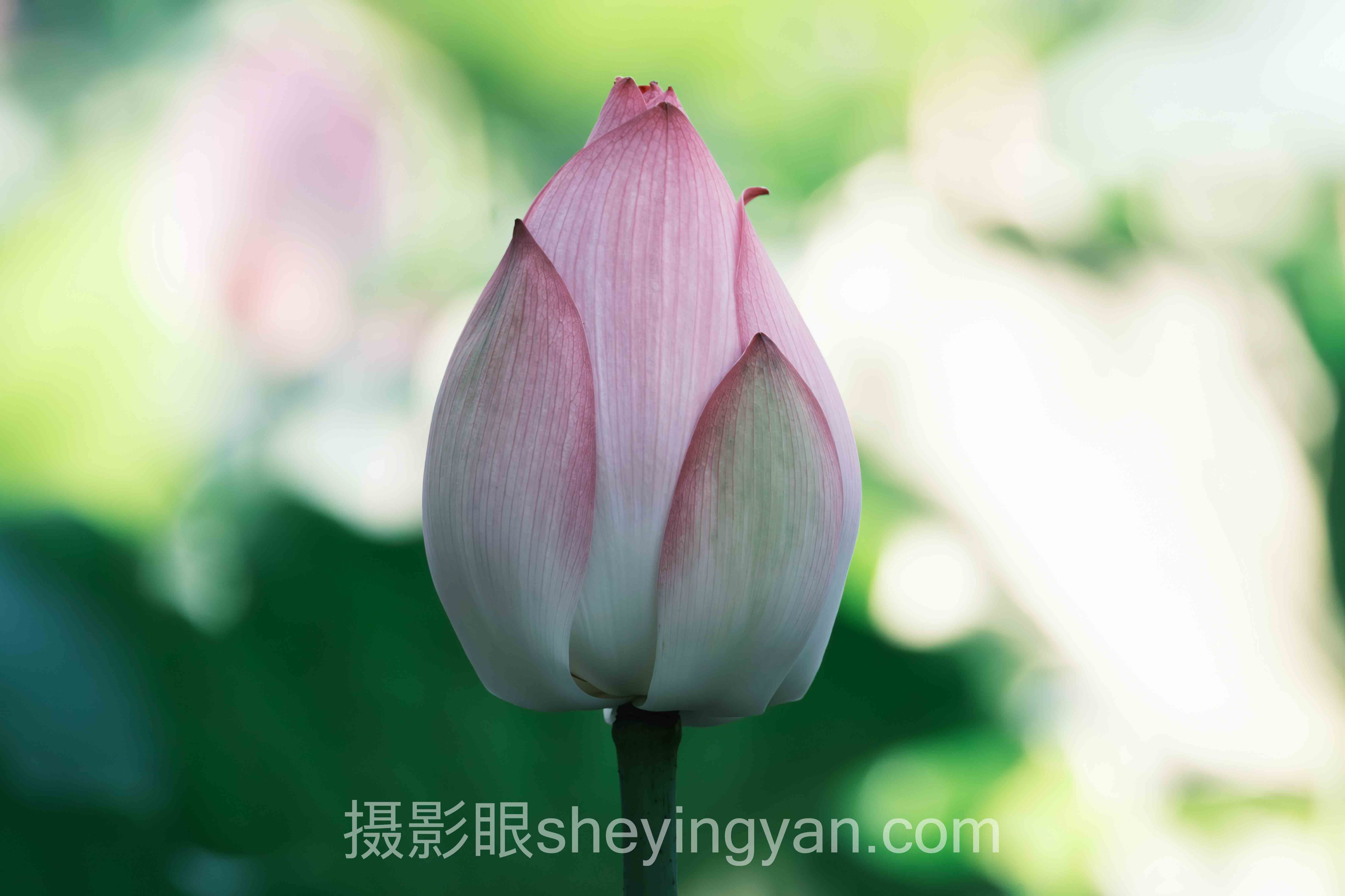 摄影照片点评大师的5个实用技巧