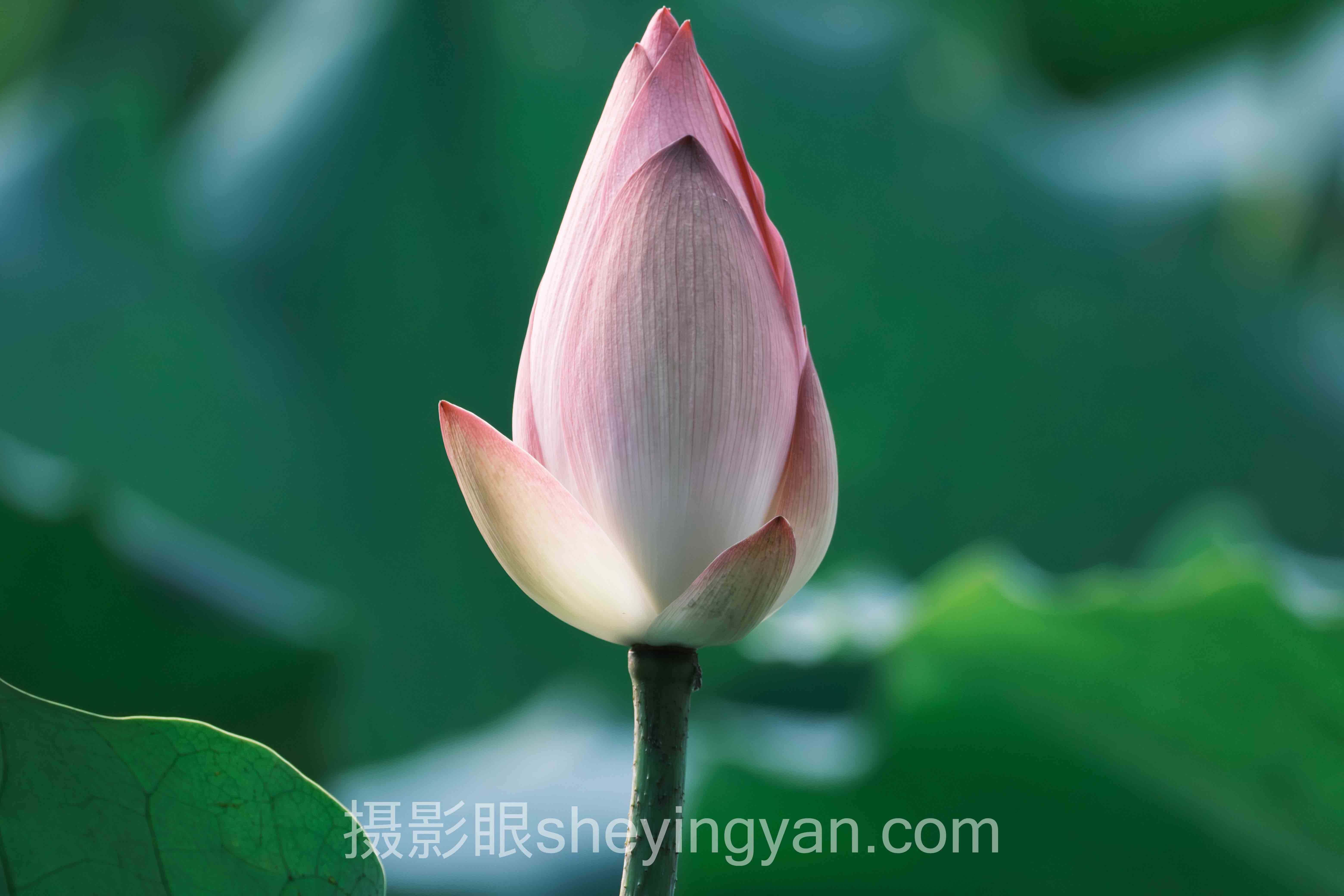 什么是摄影眼官网