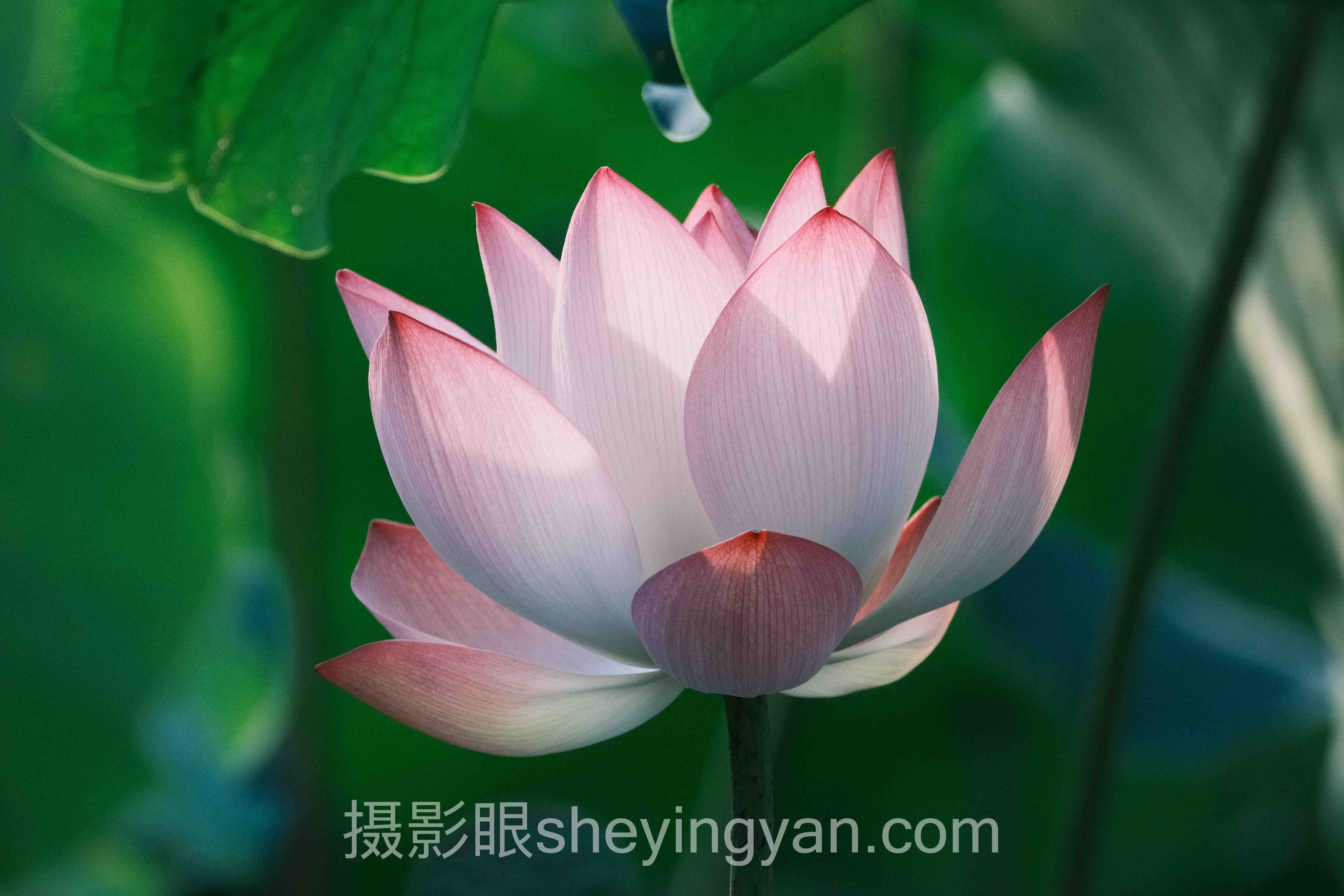 AI照片评分使用教程