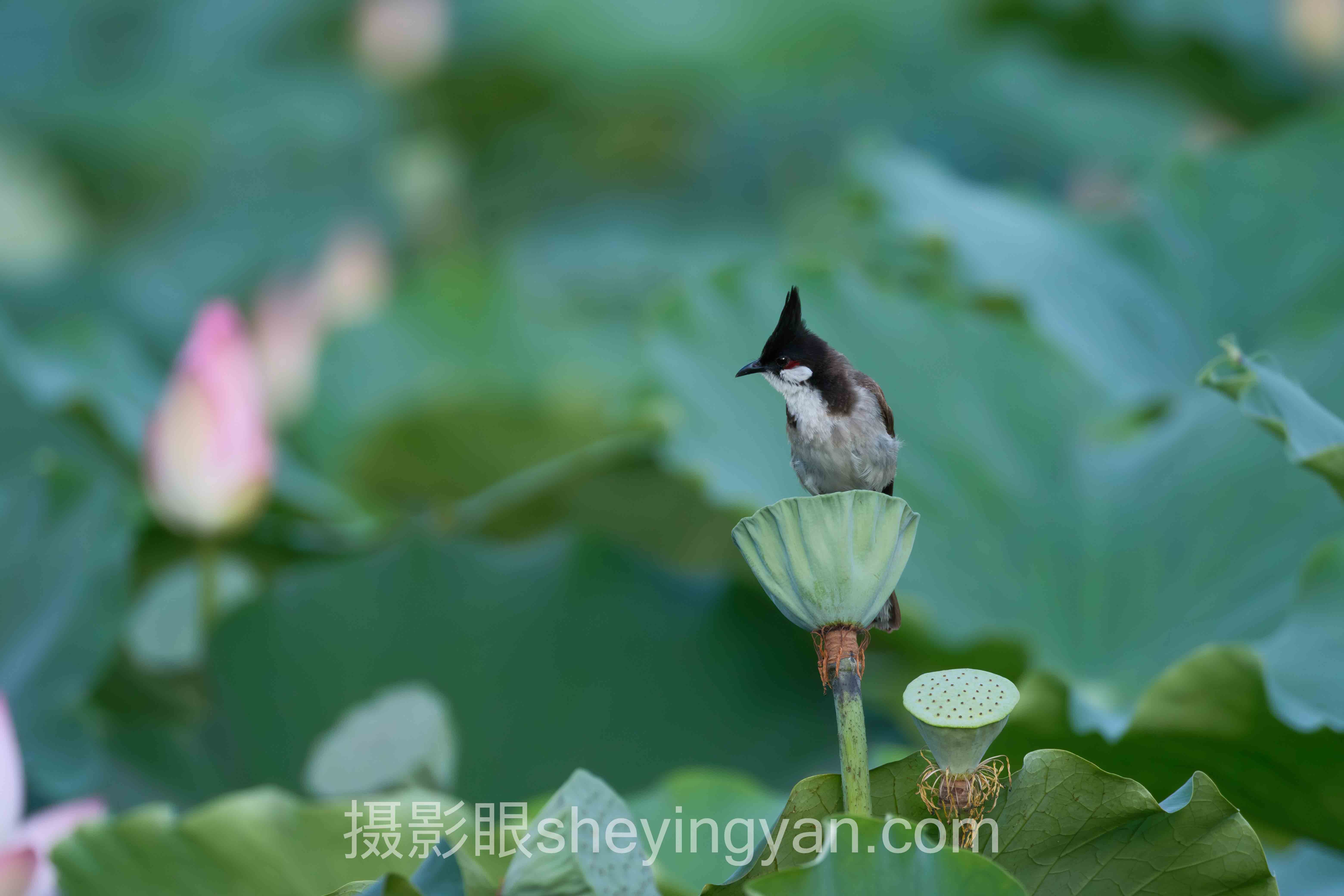 色调是什么意思