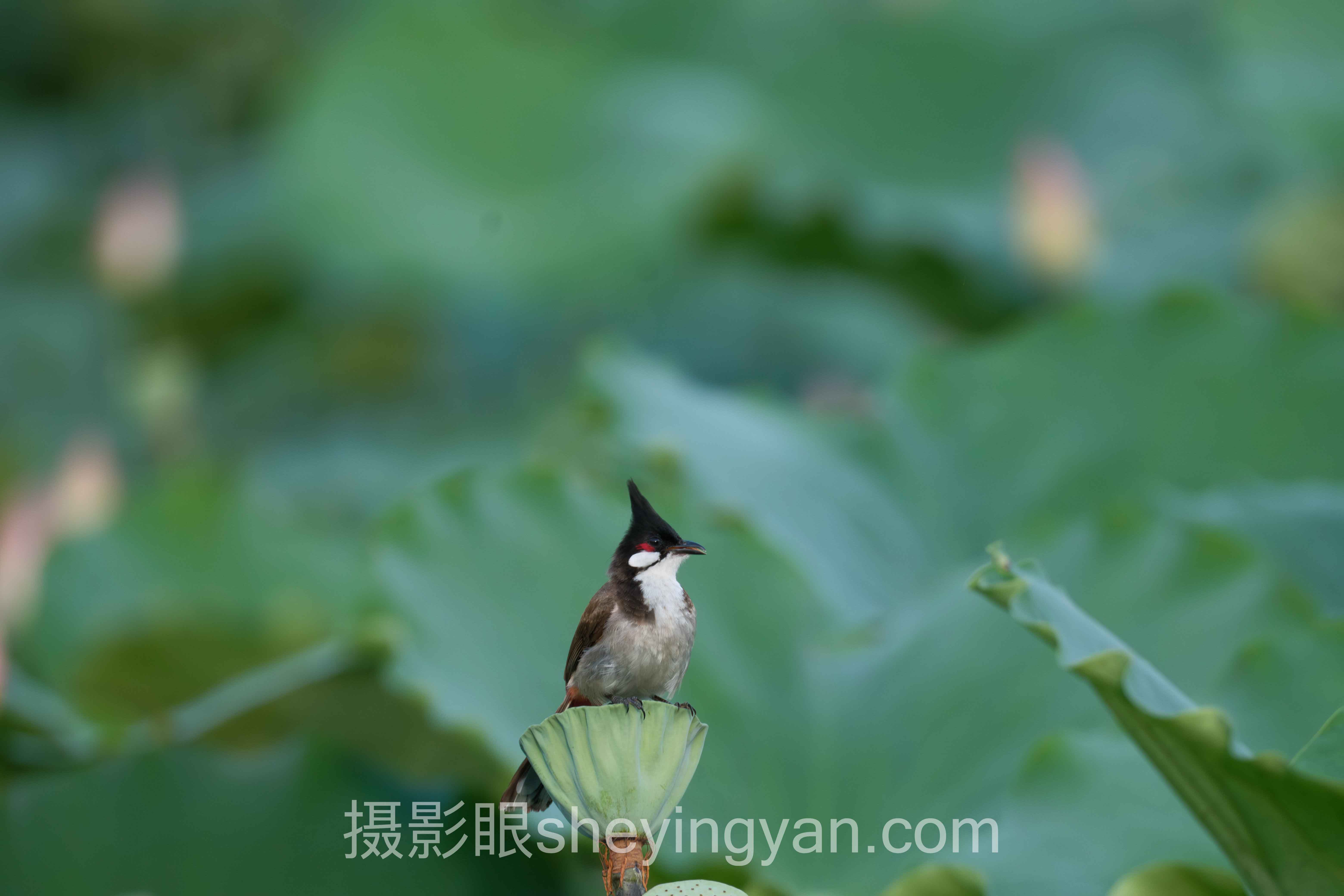 照片点评社区交流真的能提升摄影水平吗？未必！