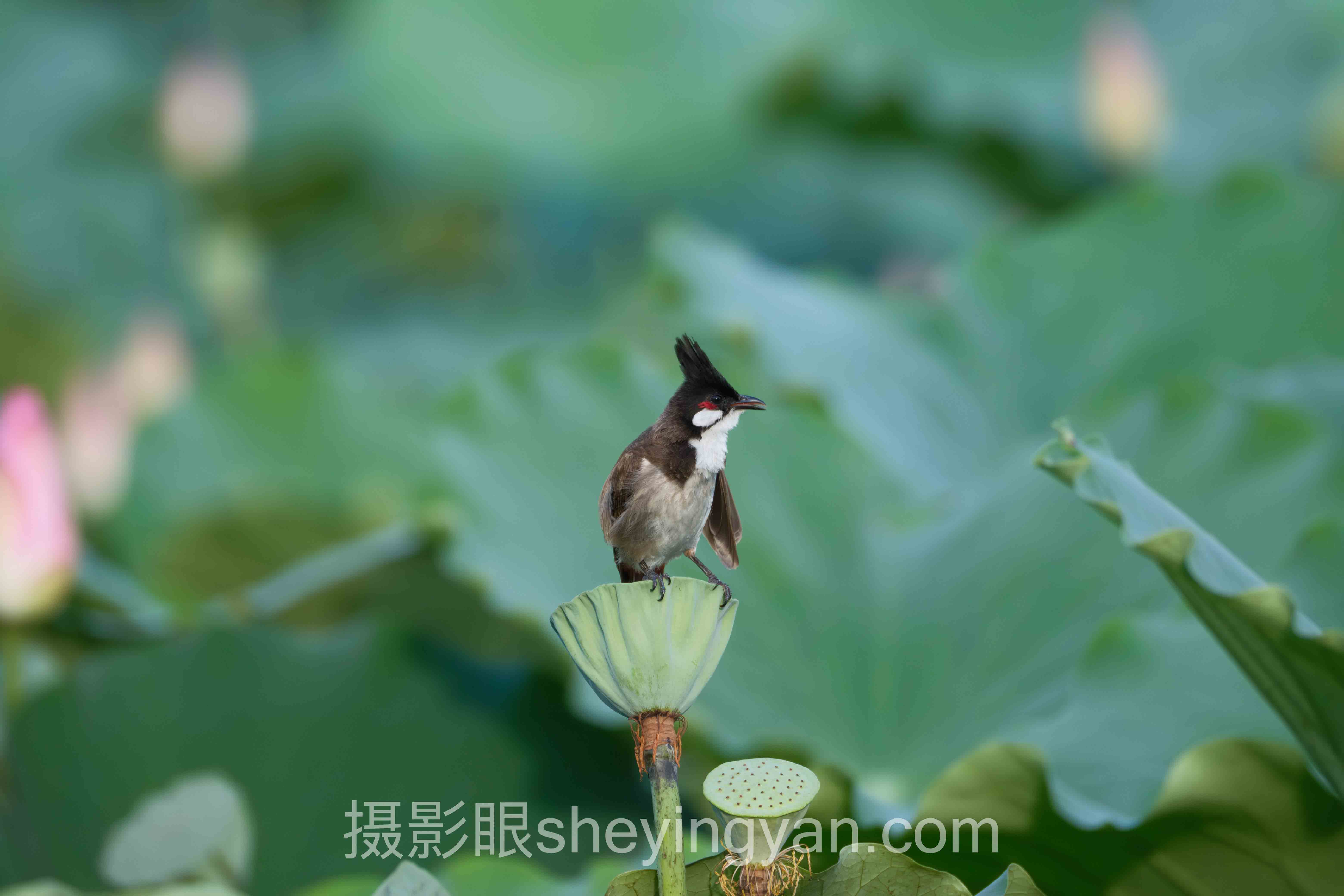 为什么拍不出好照片全景解读：问题根源与破局之道