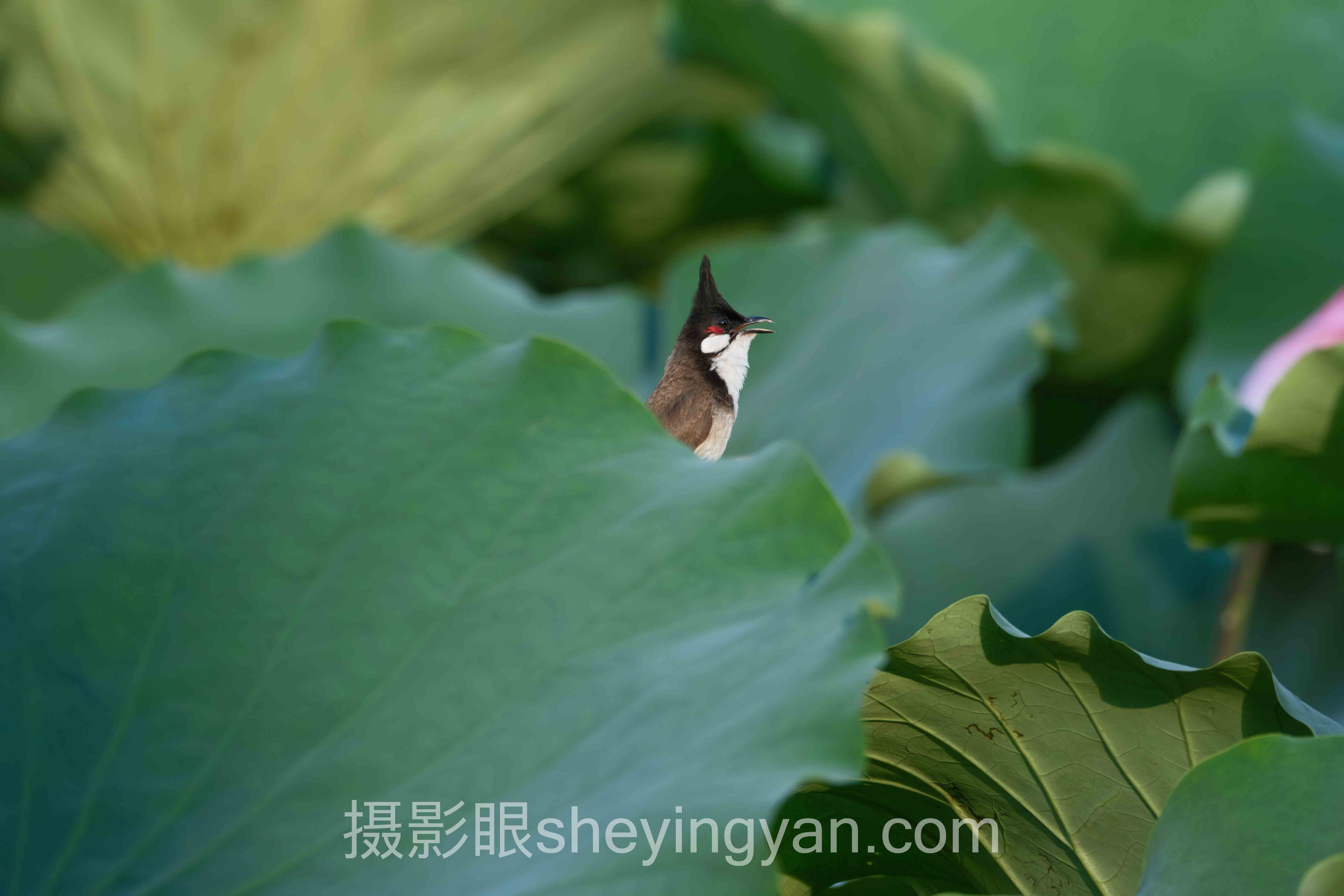 「摄影眼网站入口是什么」行业数据全景：7组数据揭示在线照片点评的真实需求