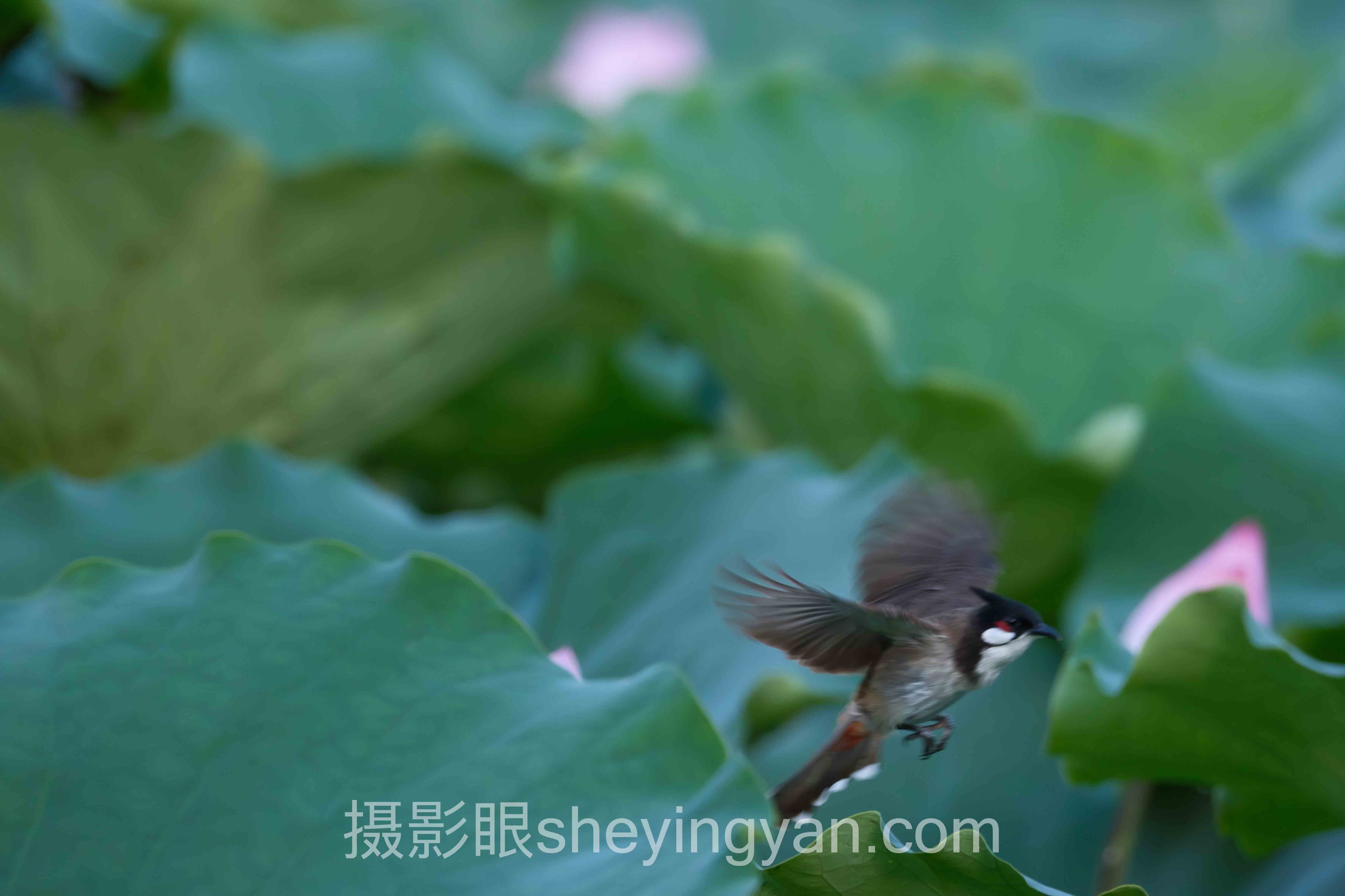 正午光线太硬怎么办完整指南:从入门到精通的5个步骤