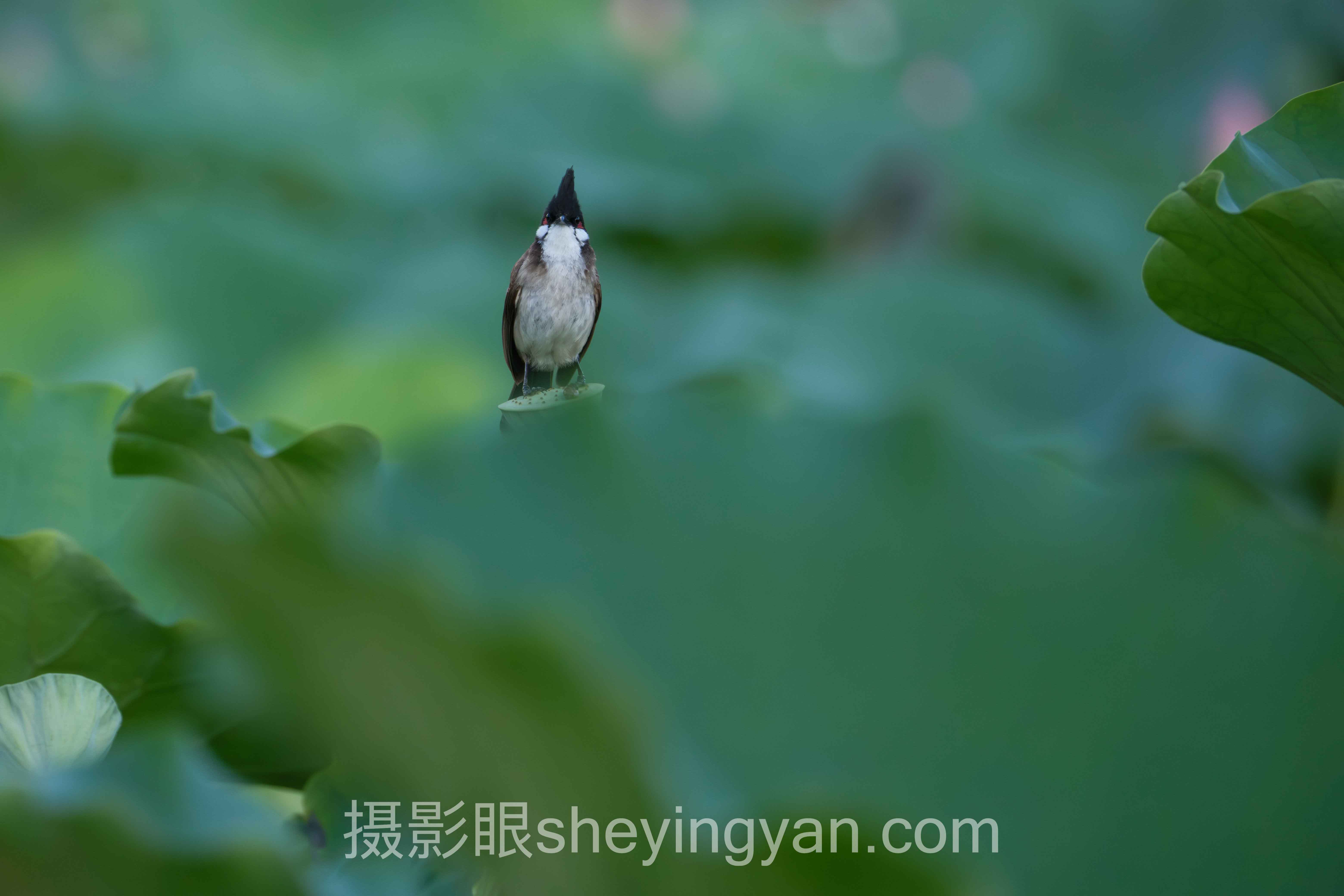 关于AI照片评分与照片点评的5个关键问题，一次说清