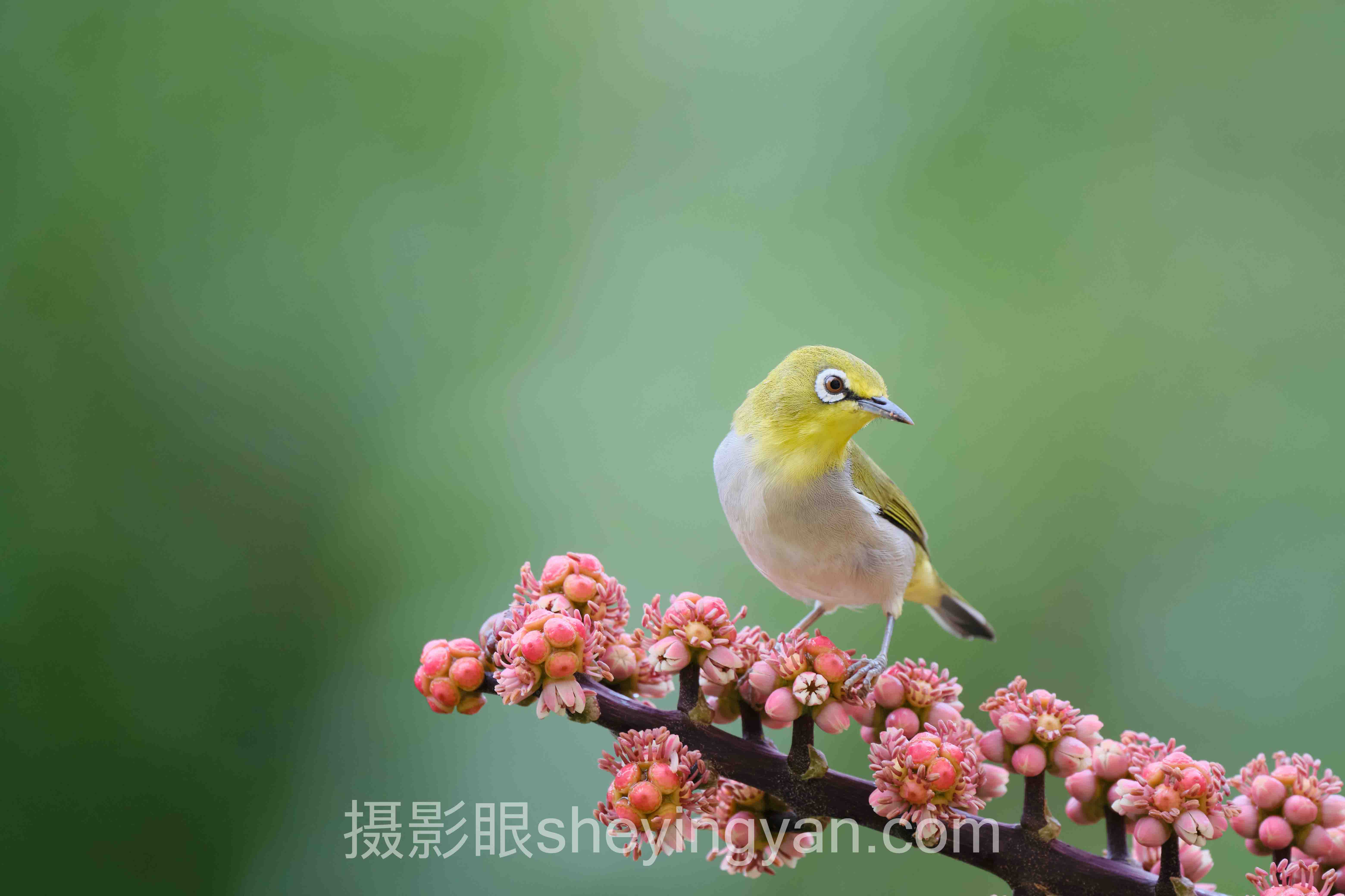 摄影眼“磨皮”式点评：AI照片评分行业数据全景，5组数据揭示真相