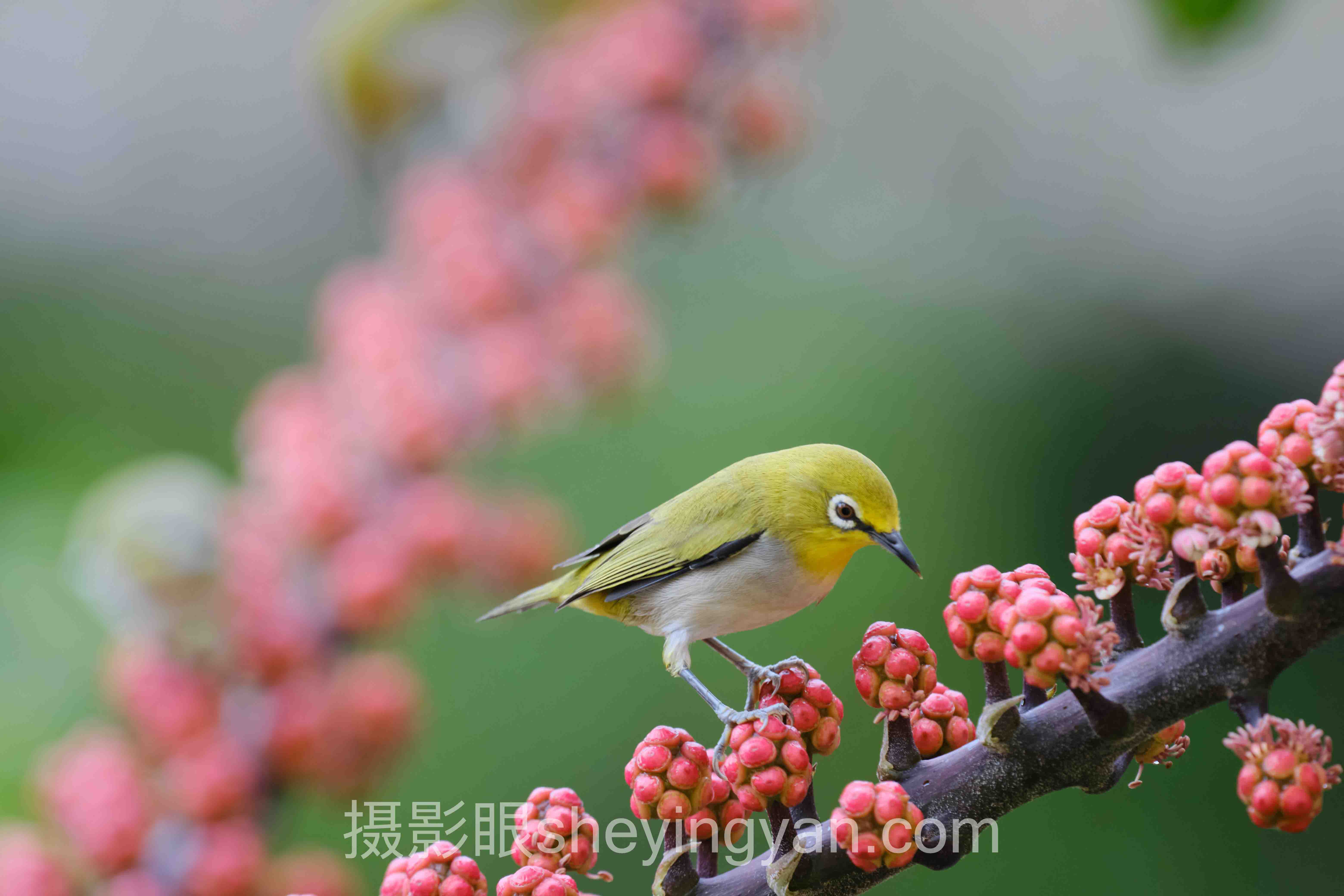 照片打分排行榜为什么总在骗你?