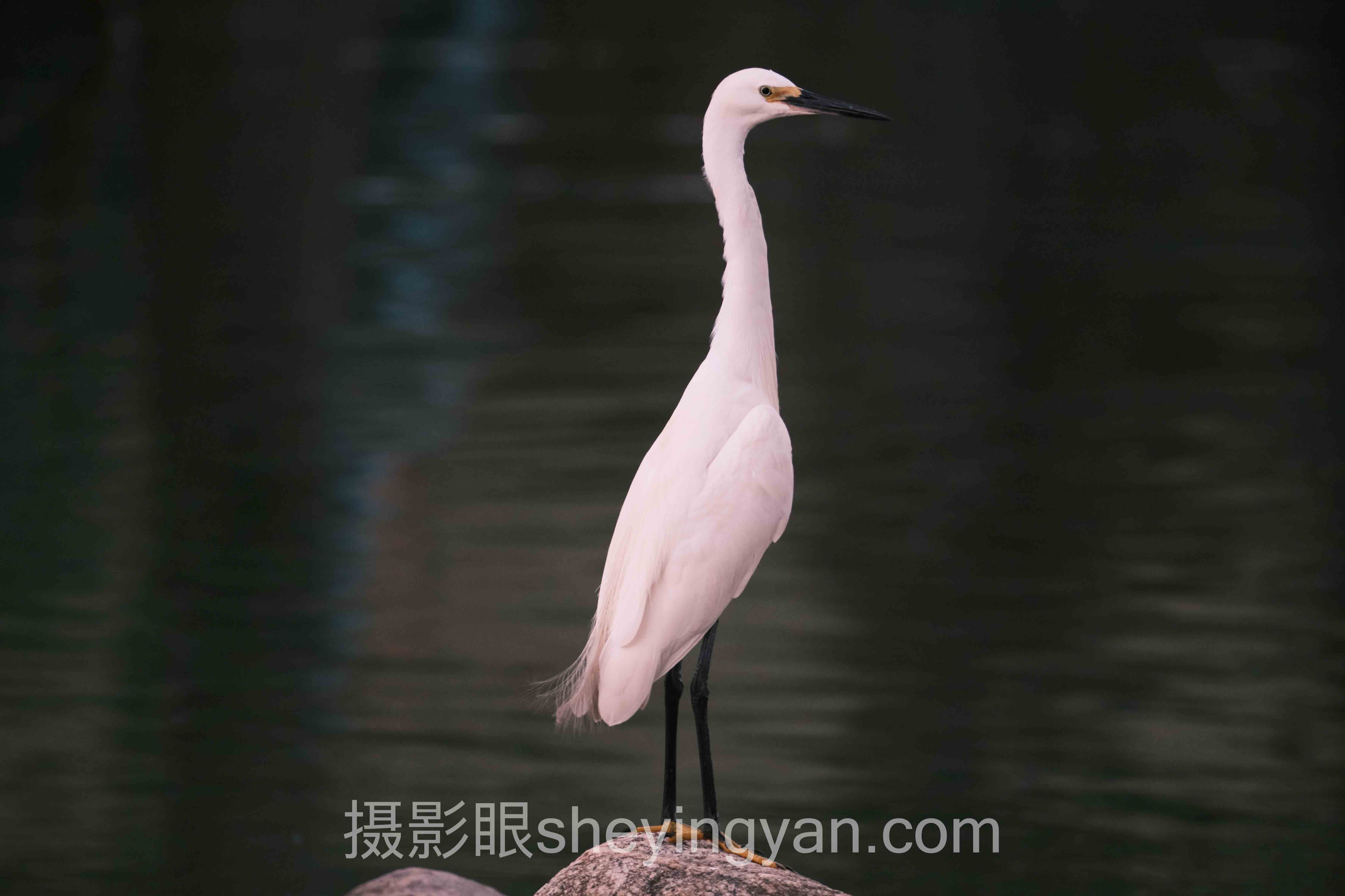 摄影眼官网sheyingyan.com教程
