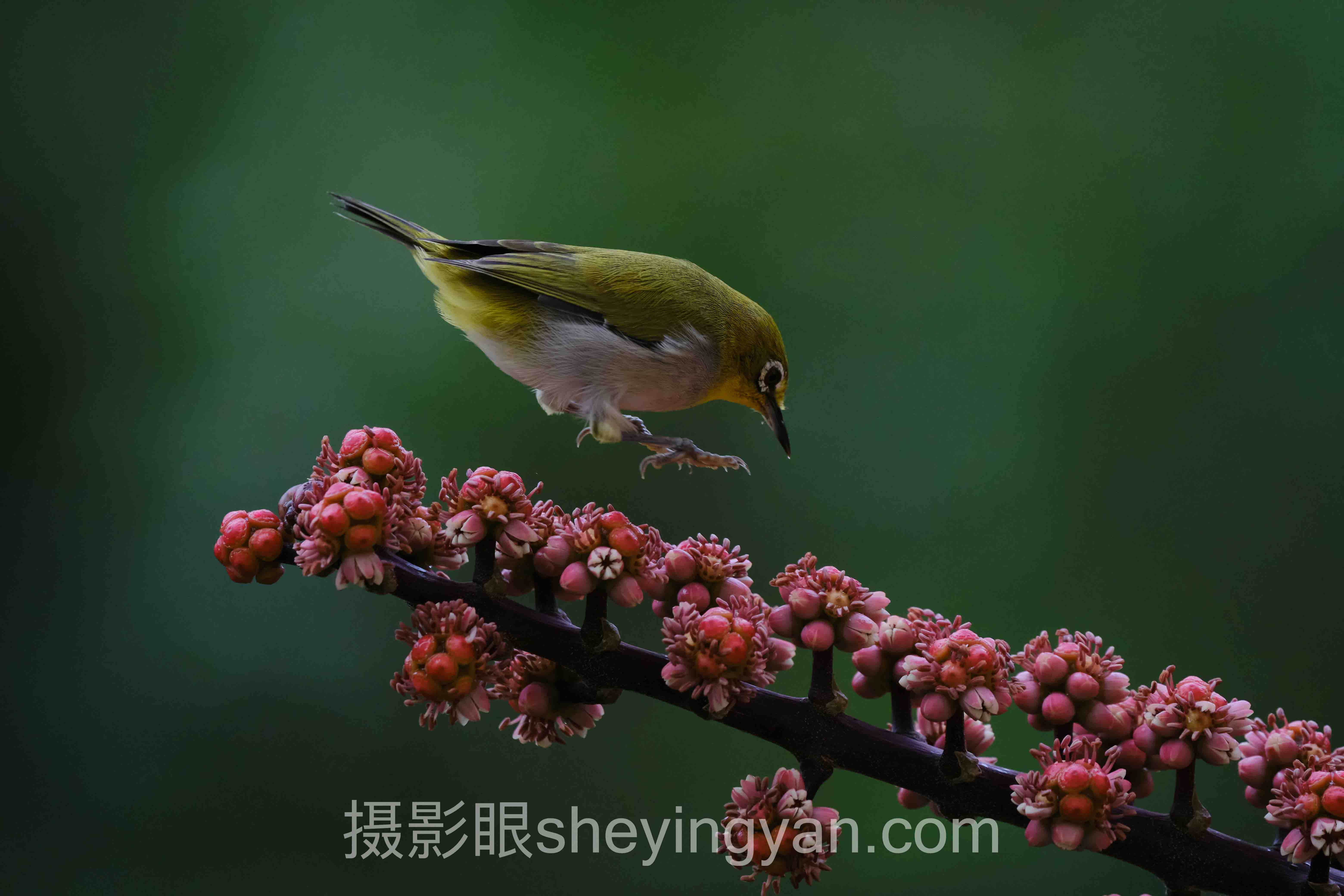为什么说在线AI照片评分网站是摄影新手的照妖镜