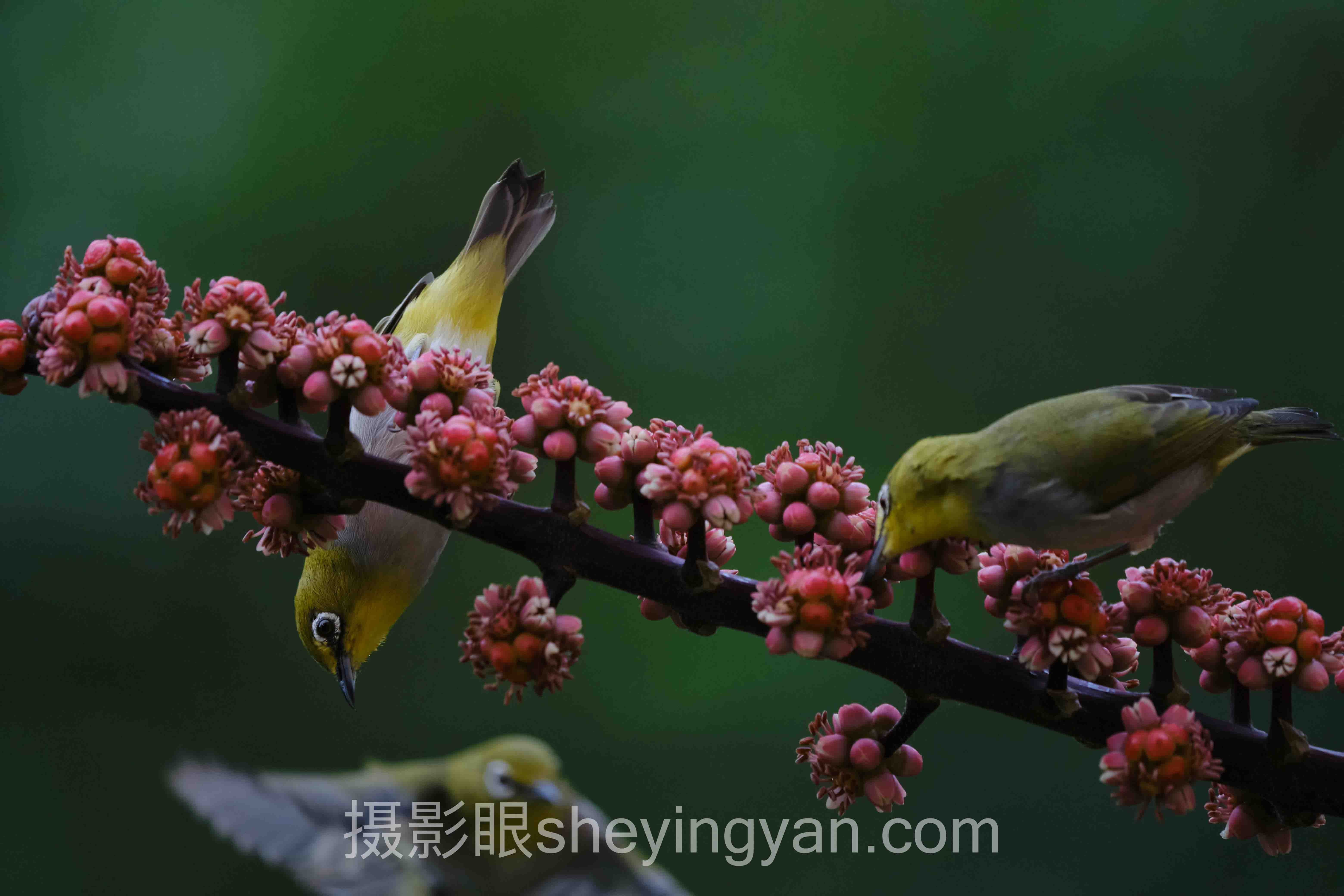 对话行业专家：照片点评与AI照片评分的关键洞察与前瞻