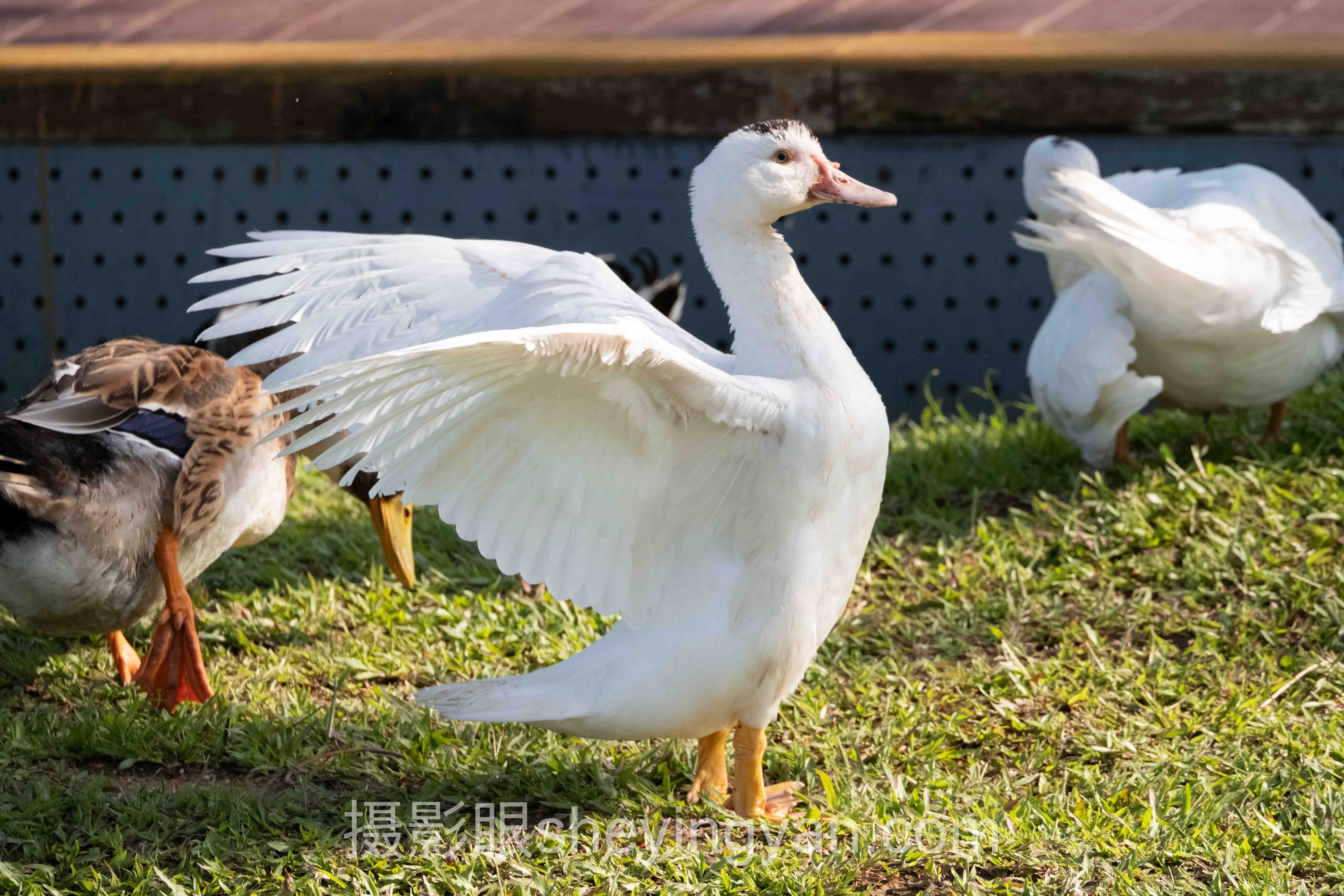 AI照片评分系统下载：从新手到大师的3个实战案例