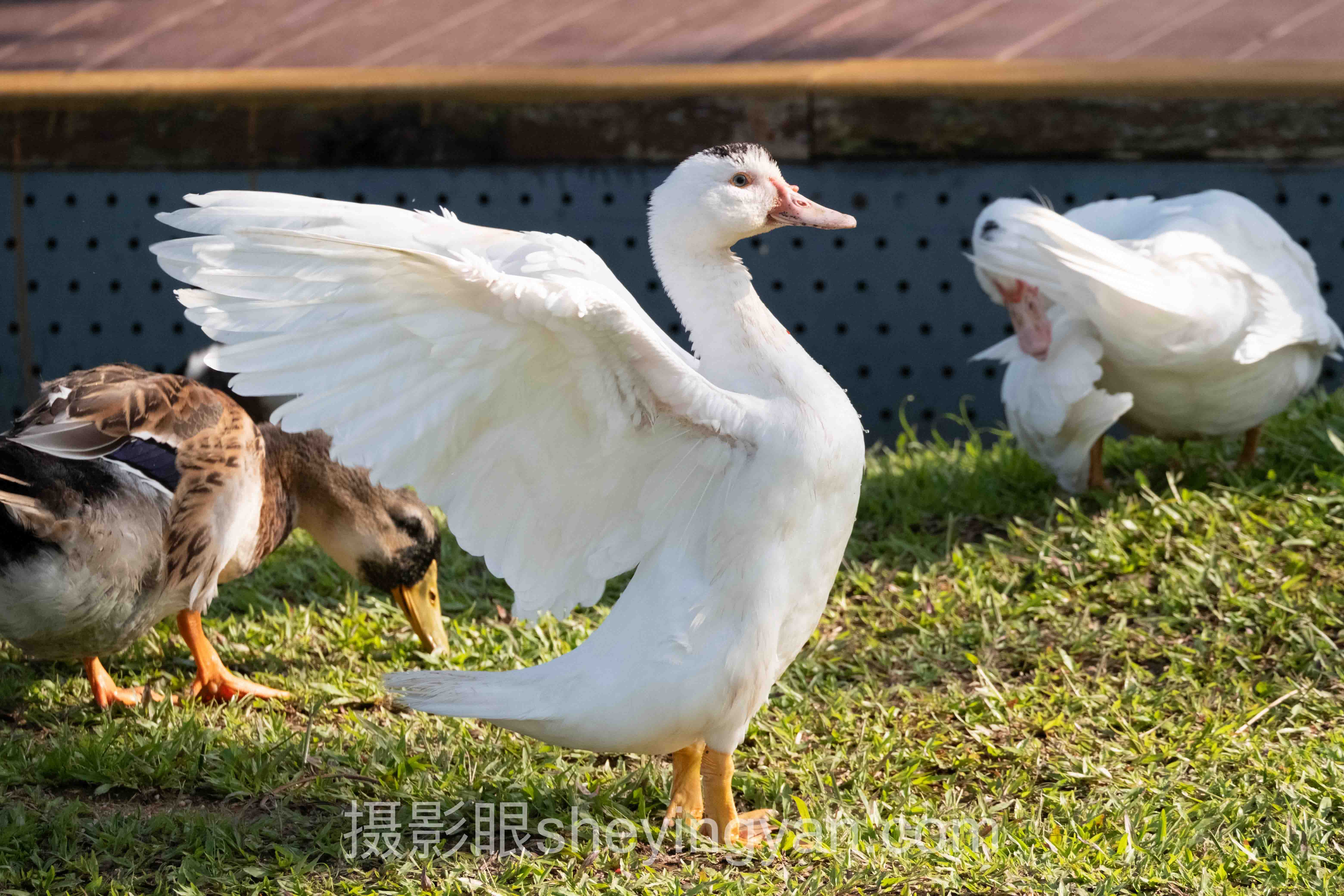 摄影眼平台安全吗？3个真实案例拆解照片点评的可靠性