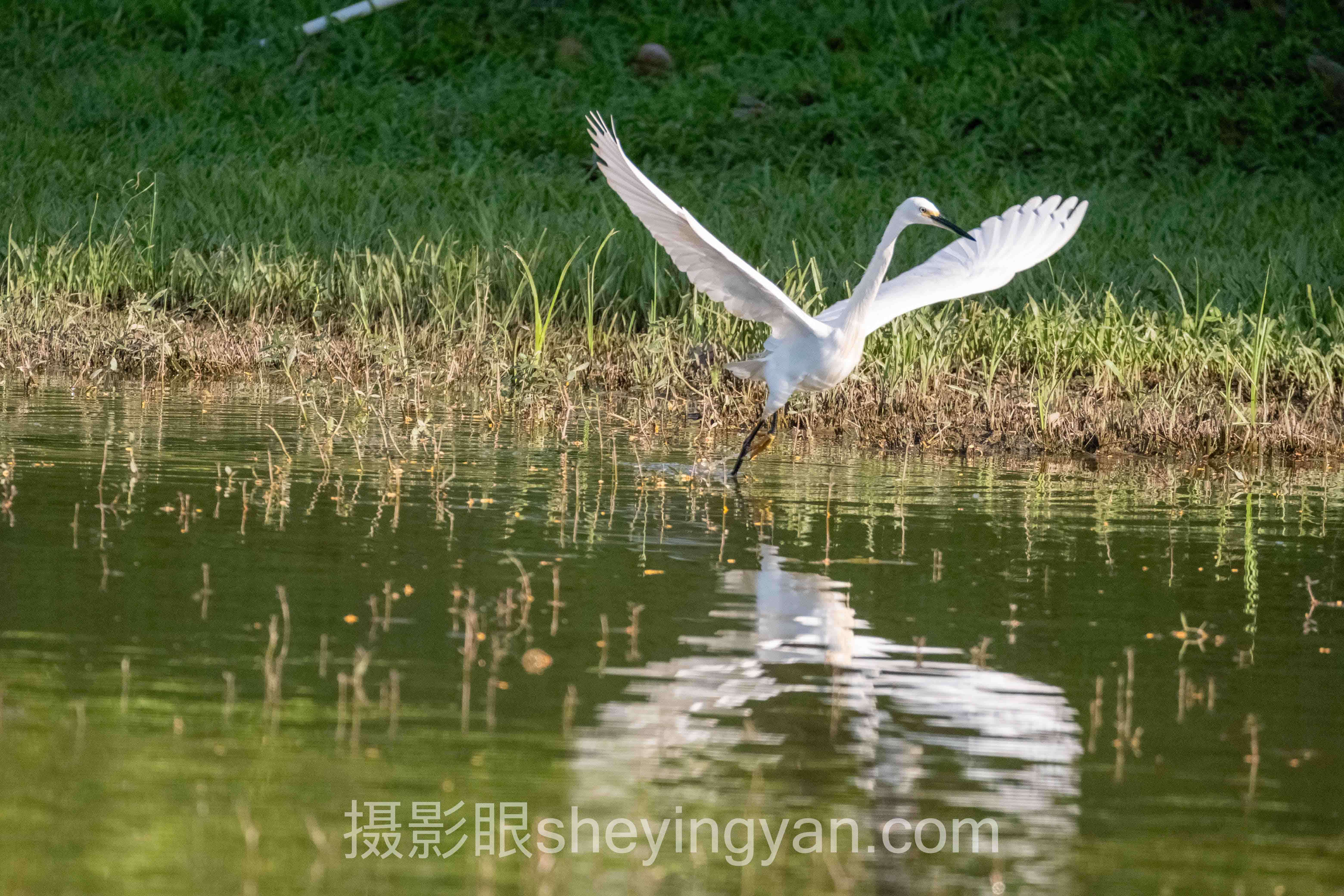 摄影眼官网sheyingyan.com下载背后的争议,多数人不知道